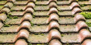 gallery_mold-on-tile-roof_1746456954.jpg